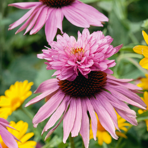 Echinacea Double Decker 3 x 5cm - Plants2Gardens