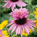 Echinacea Double Decker 3 x 5cm - Plants2Gardens