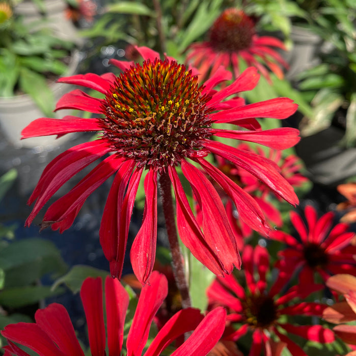 Echinacea Lakota Red 6 x 8.5cm - Dispatches from w/c 22nd May
