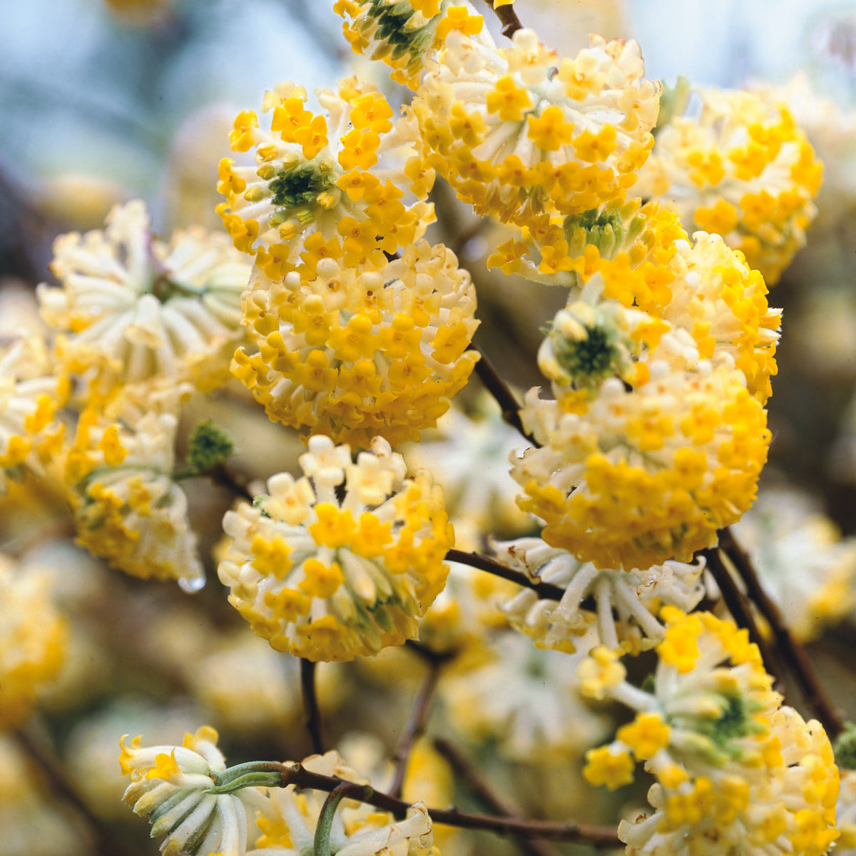 Buy Edgeworthia Chrysantha plant with warming, lightly scented yellow flowers Online For Only £25 — Plants2Gardens