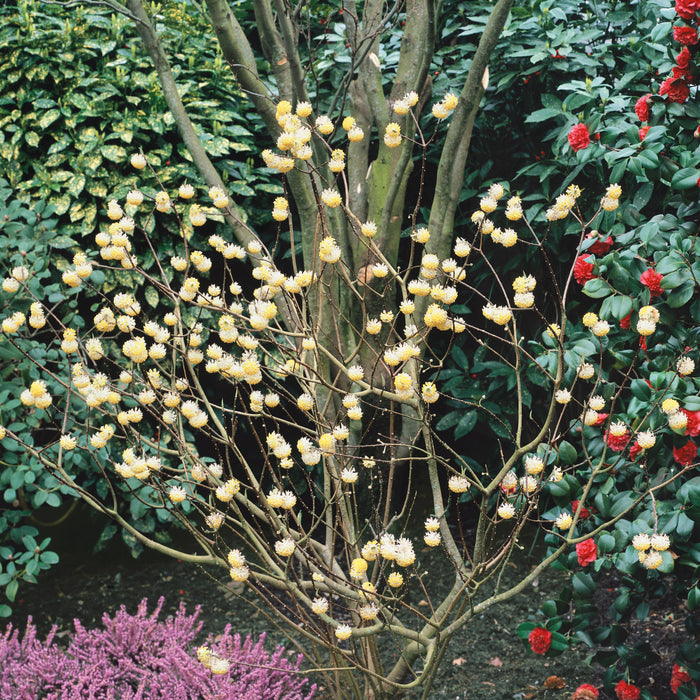 Edgeworthia chrysantha Grandiflora - Plants2Gardens