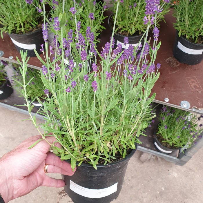 English Lavender Munstead - Plants2Gardens