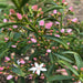 Eriostemon White Girl - Plants2Gardens