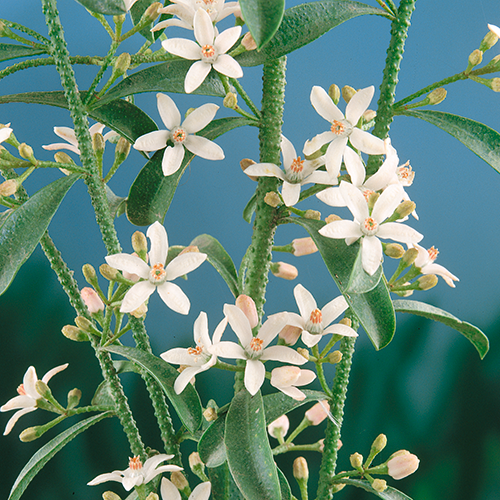 Eriostemon Flower Girl White - Plants2Gardens