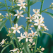 Eriostemon Flower Girl White - Plants2Gardens