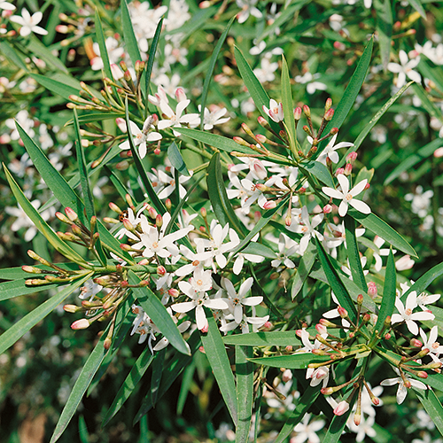 Eriostemon Flower Girl White - Plants2Gardens