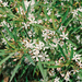 Eriostemon Flower Girl White - Plants2Gardens