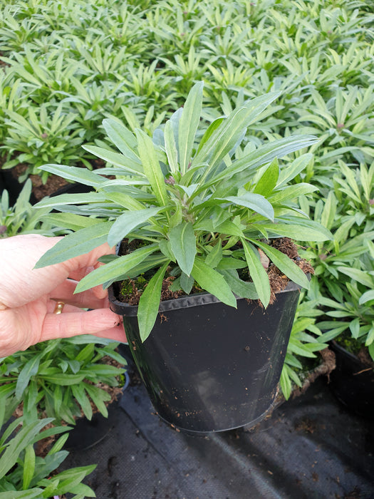 Erysimum Bowles Mauve - Plants2Gardens