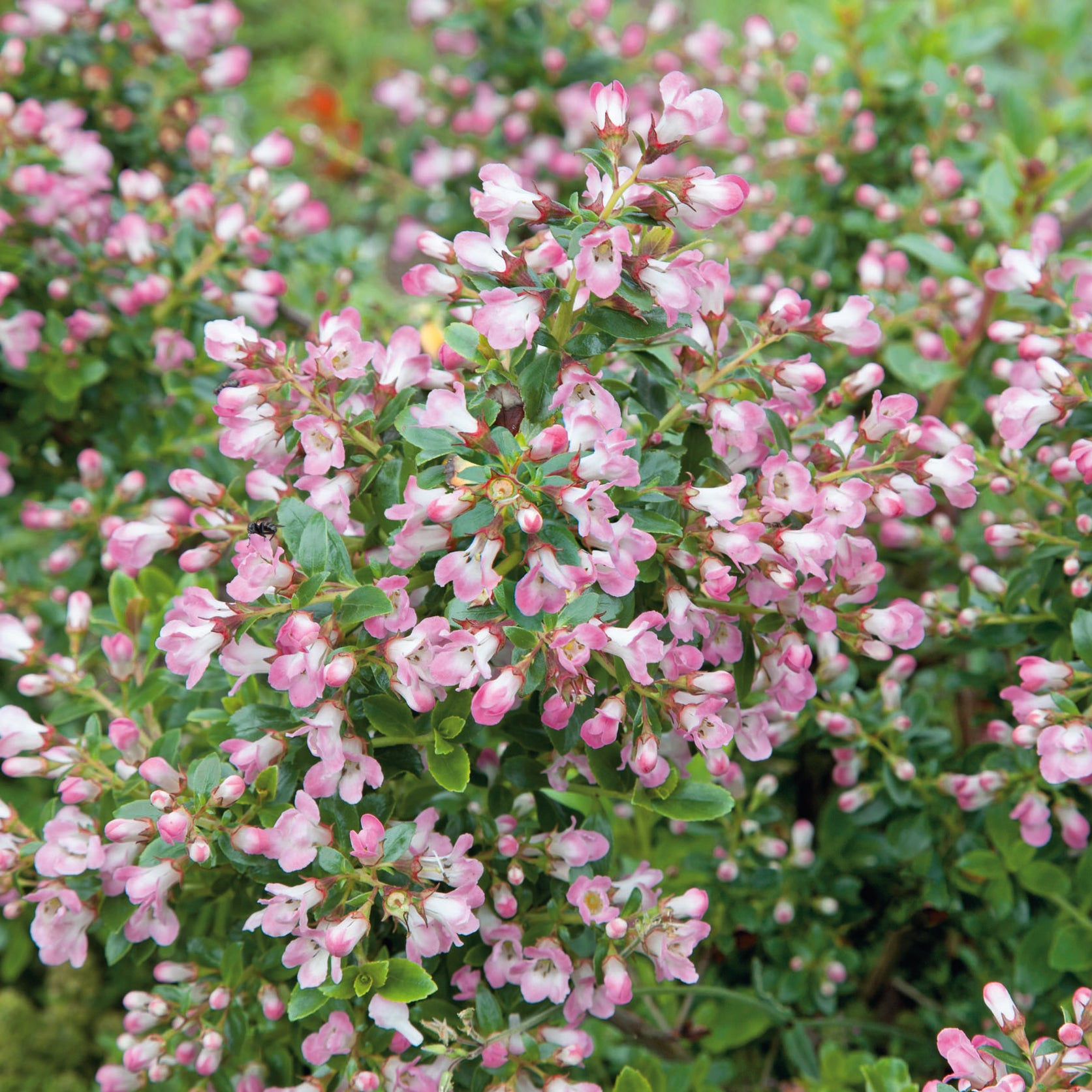 buy-established-escallonia-apple-blossom-online-for-only-12-50