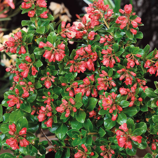 Escallonia Red Dream - Plants2Gardens