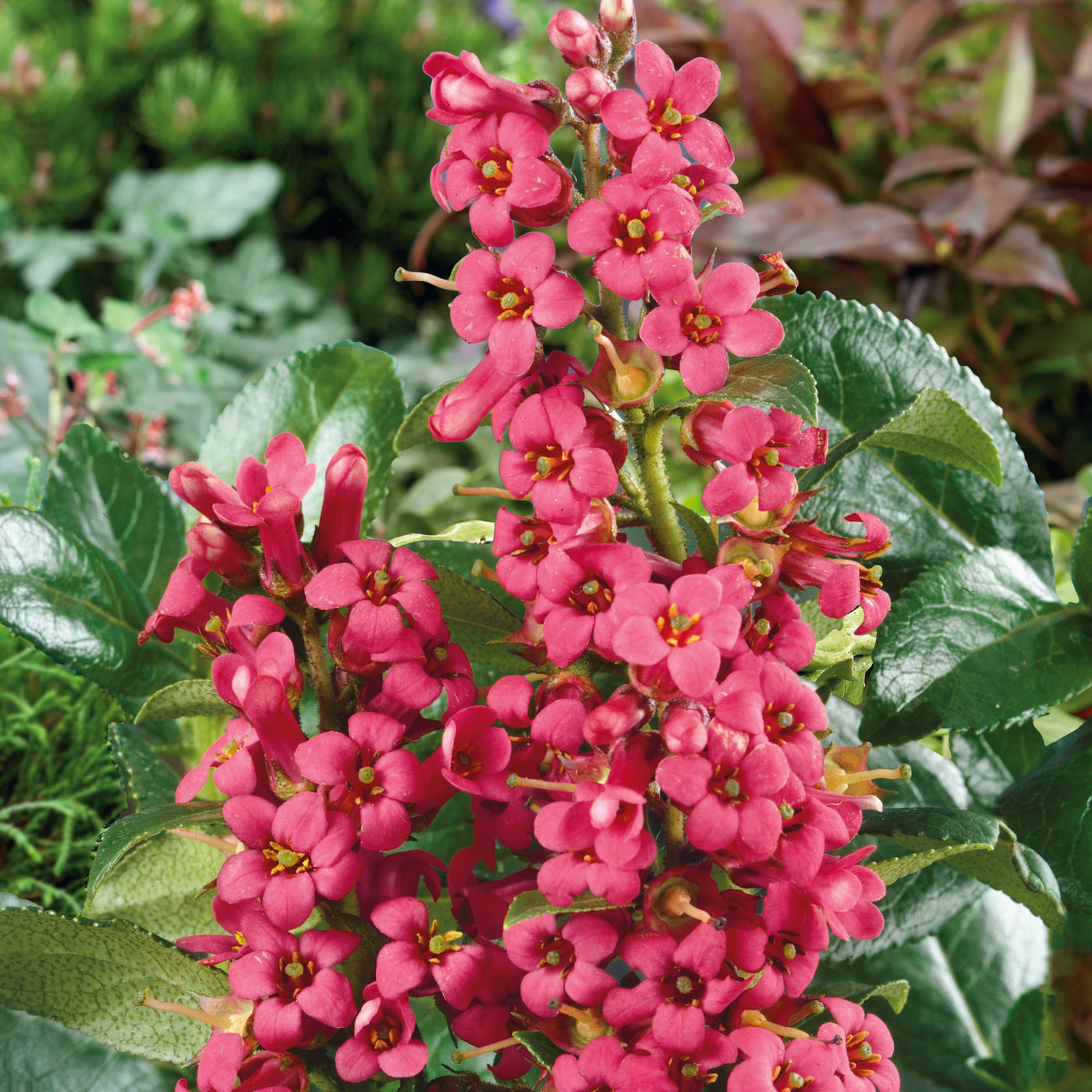Escallonia Red Dream (3 Litre) — Plants2Gardens