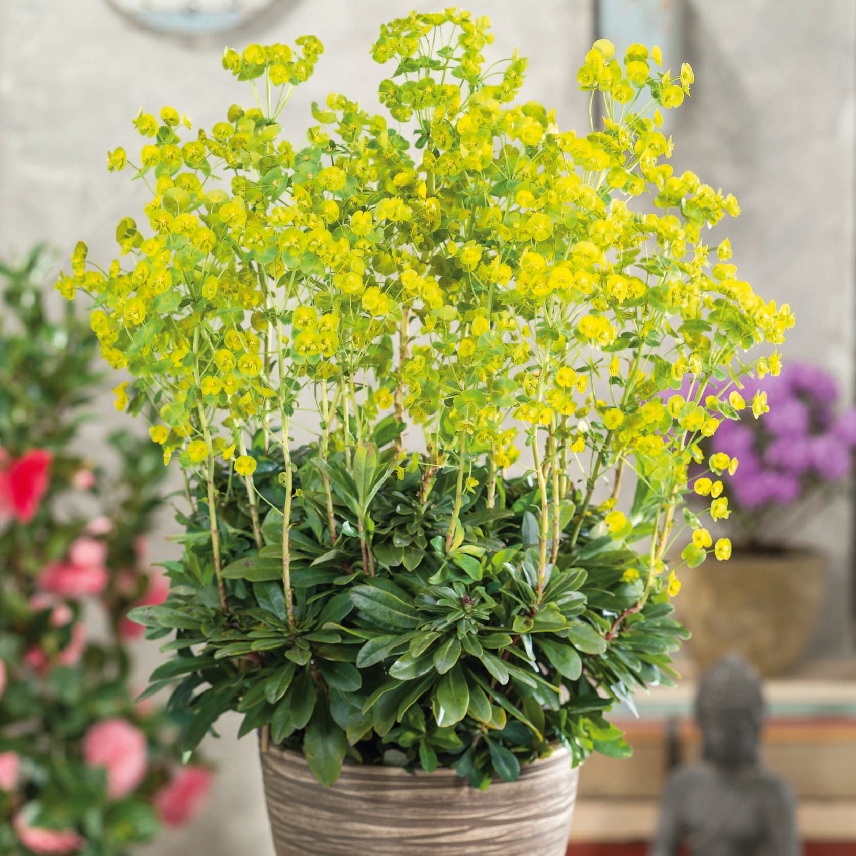 Buy Perennial Plants Online from Plants2Gardens