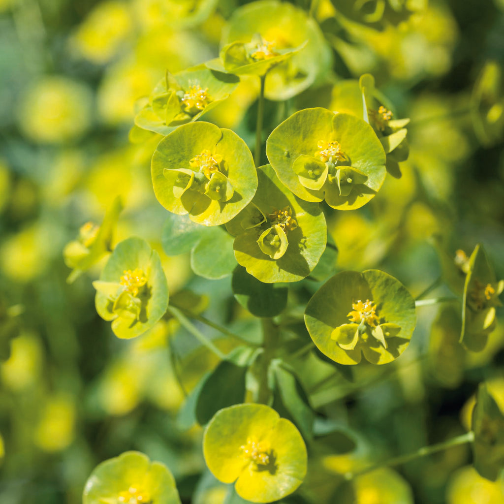 Buy Perennial Plants Online from Plants2Gardens