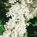 Exochorda Niagara 3ltr - Plants2Gardens