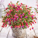 Fuchsia Fuchsita Fairy 5 x 9cm - Plants2Gardens