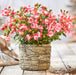 Fuchsia Fuchsita Fairy 5 x 9cm - Plants2Gardens