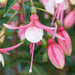 Fuchsia Fuchsita Fairy 5 x 9cm - Plants2Gardens