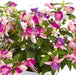 Fuchsia Fuchsita Fairy 5 x 9cm - Plants2Gardens
