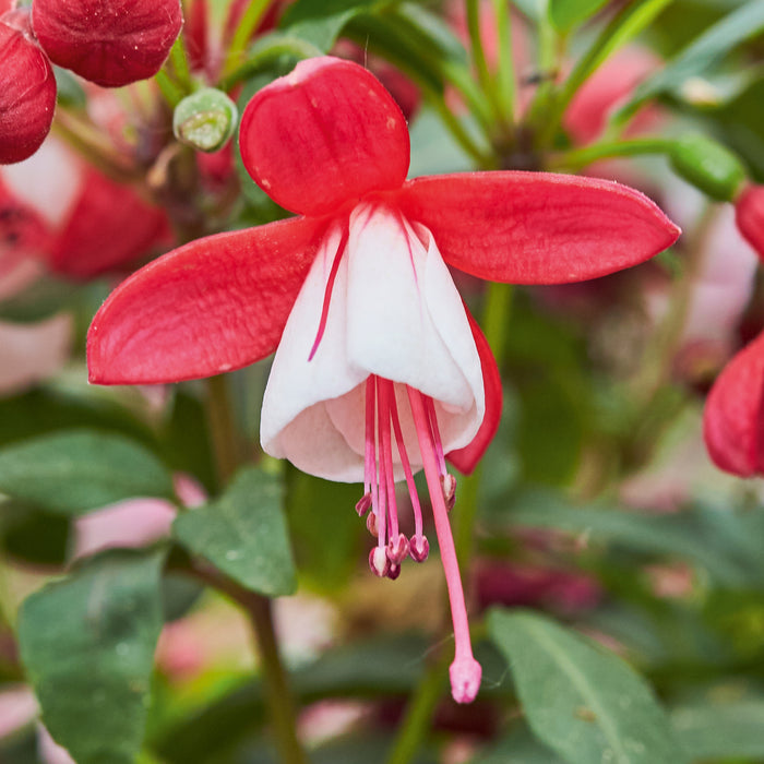 Fuchsia Fuchsita Fairy 5 x 9cm - Plants2Gardens