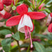Fuchsia Fuchsita Fairy 5 x 9cm - Plants2Gardens