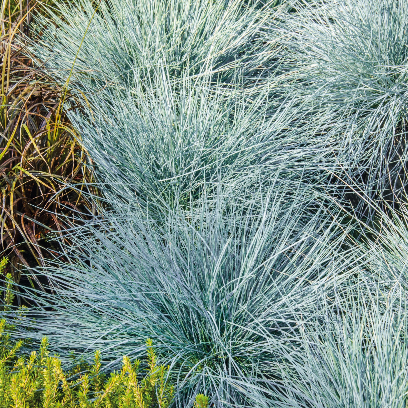 Buy Festuca glauca Elijah Blue For Only £12 — Plants2Gardens