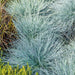 Festuca glauca Elijah Blue - Plants2Gardens