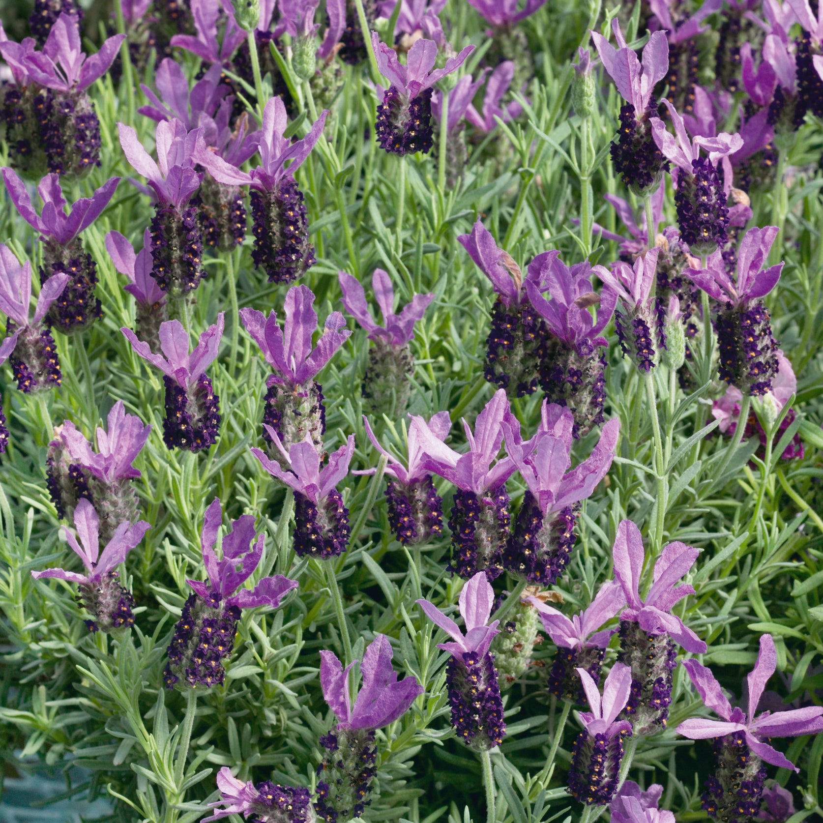 Cottage Garden Perennials 