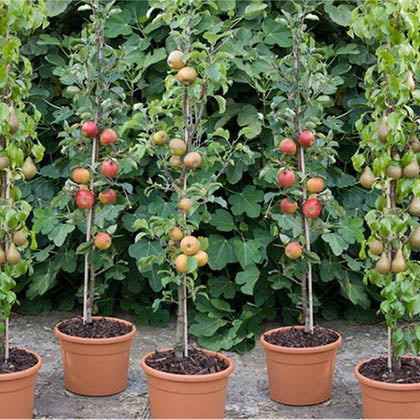 Mini Orchard Fruit Tree Collection - Plants2Gardens