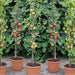 Mini Orchard Fruit Tree Collection - Plants2Gardens