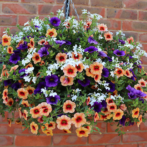 summer bedding plants for pots Buy 10 Garden Ready Instant Impact bedding Plants Online For Only £20 —  Plants2Gardens