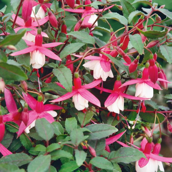 Hardy Fuchsia Alice Hoffman - Dispatches from 12th June - Plants2Gardens