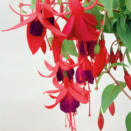 Hardy Fuchsia Brutus - Plants2Gardens