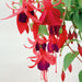 Hardy Fuchsia Brutus - Plants2Gardens