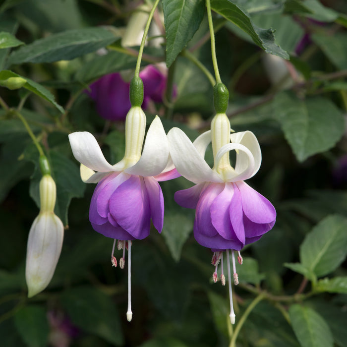 Hardy Fuchsia Delta's Sara - Plants2Gardens