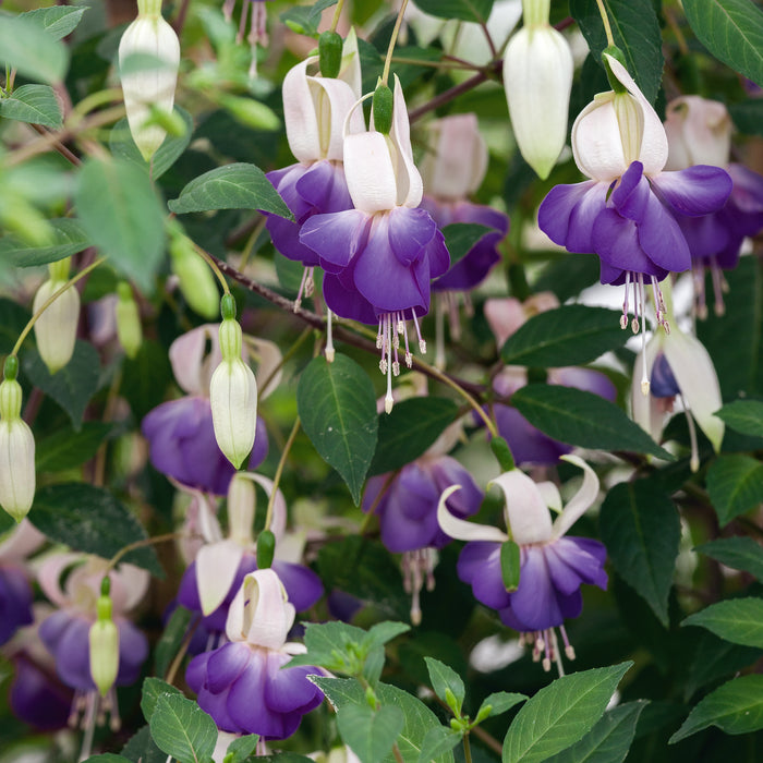 Hardy Fuchsia Delta's Sara - Plants2Gardens
