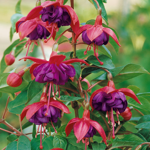 Hardy Fuchsia Dollar Princess - Plants2Gardens