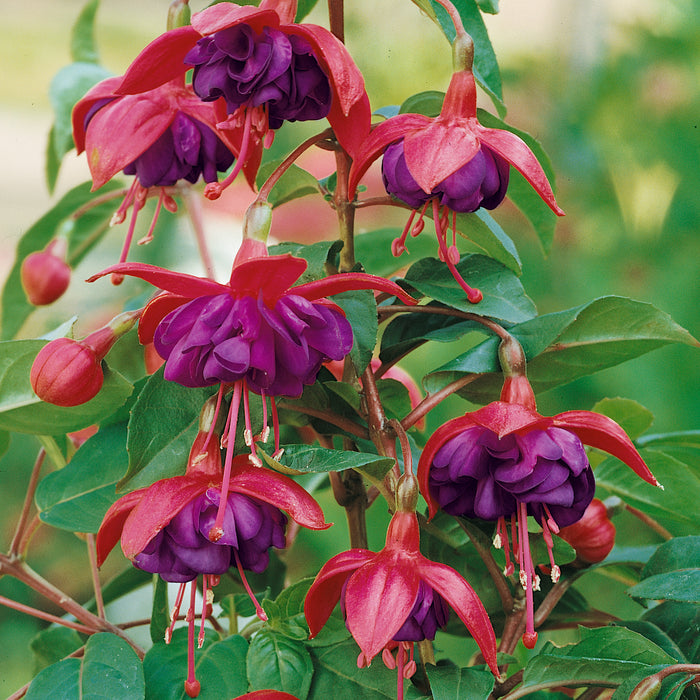 Hardy Fuchsia Dollar Princess - Plants2Gardens