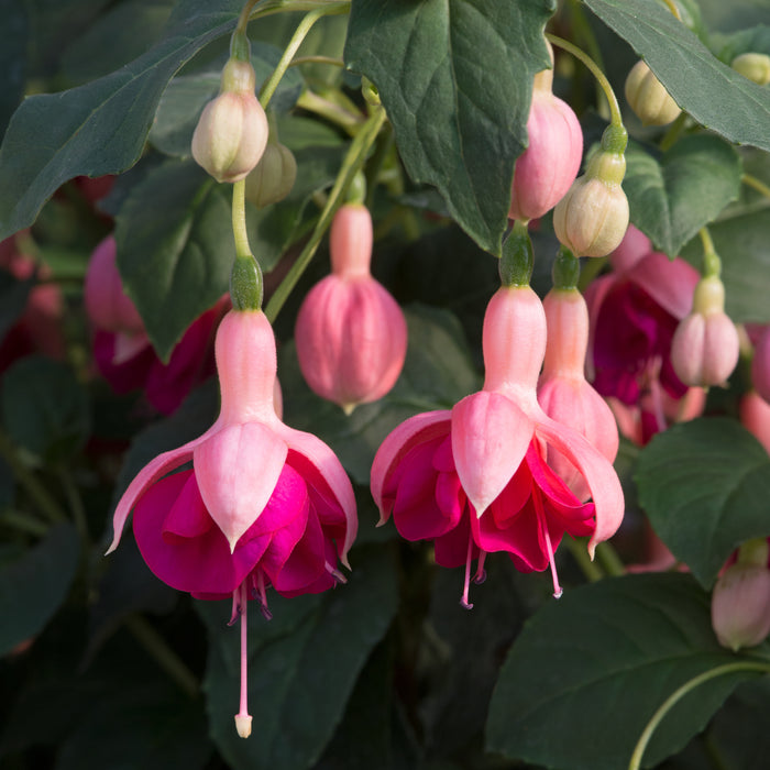 Hardy Fuchsia Garden News - Plants2Gardens