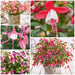Fuchsia Fuchsita Fairy 5 x 9cm - Plants2Gardens