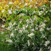 Gaura 3 Plant Collection - Despatch From WC 14th February - Plants2Gardens