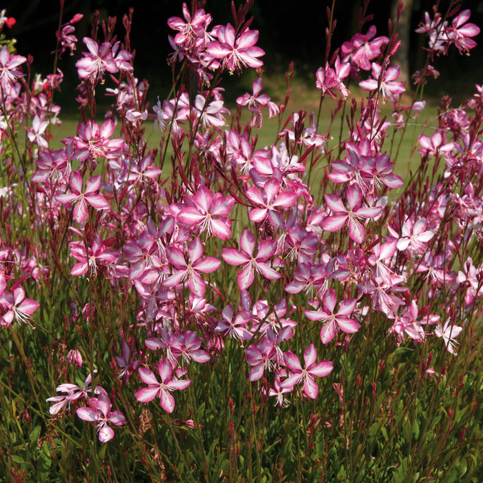 Gaura 3 Plant Collection - Despatch From WC 14th February - Plants2Gardens
