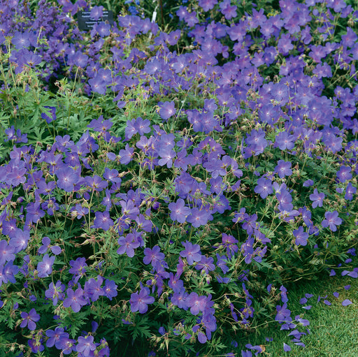 Geranium Johnsons Blue 2 Ltr - Plants2Gardens