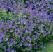 Geranium Johnsons Blue 2 Ltr - Plants2Gardens