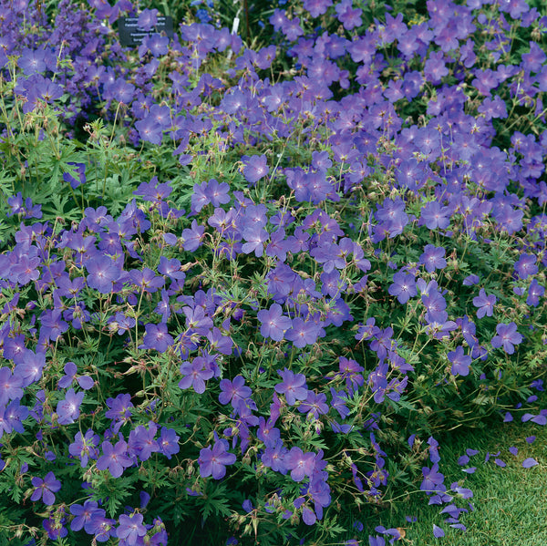 johnsons blue geranium seeds Buy Geranium Johnsons Blue Online For Only £14 — Plants2Gardens