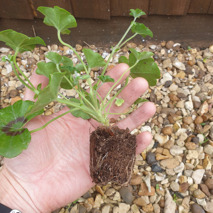 Geranium Tornado 20 Plant Pack - Plants2Gardens
