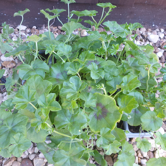Geranium Tornado 20 Plant Pack - Plants2Gardens