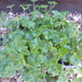 Geranium Tornado 20 Plant Pack - Plants2Gardens