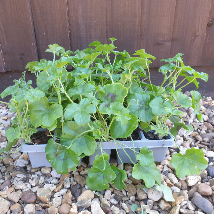 Geranium Tornado 20 Plant Pack - Plants2Gardens