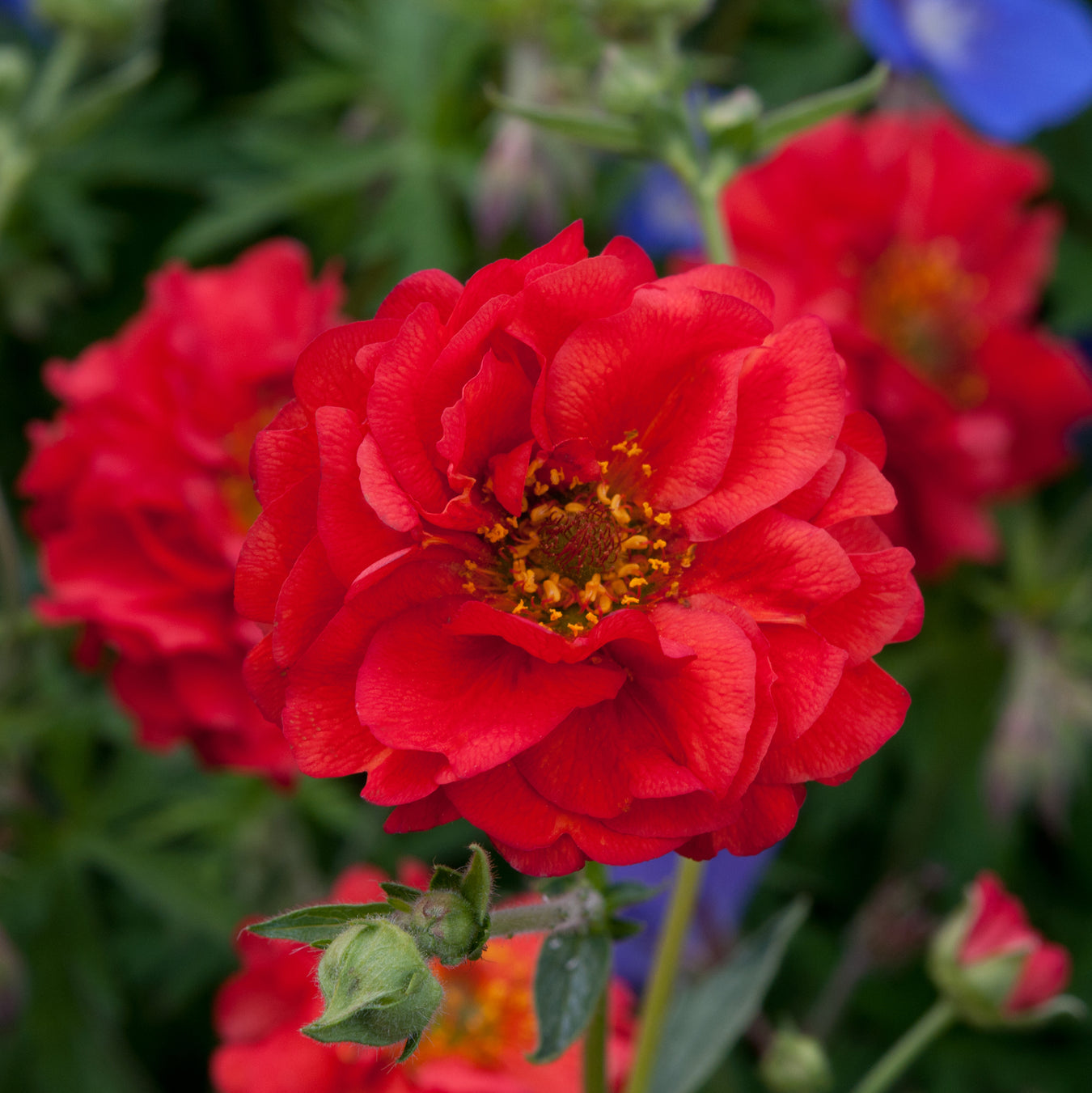 Gardeners Favorites