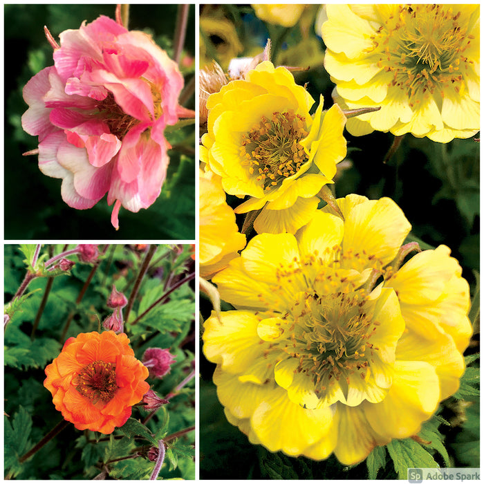 Geum 3 Plant Colour Collection - Dispatches from 20th March - Plants2Gardens